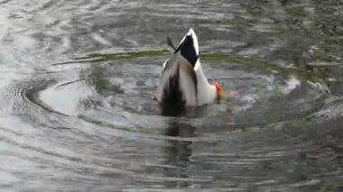 Bir ördek yerel bir gölette suya daldı. Suyun altındaki bir ördek yosun yer..