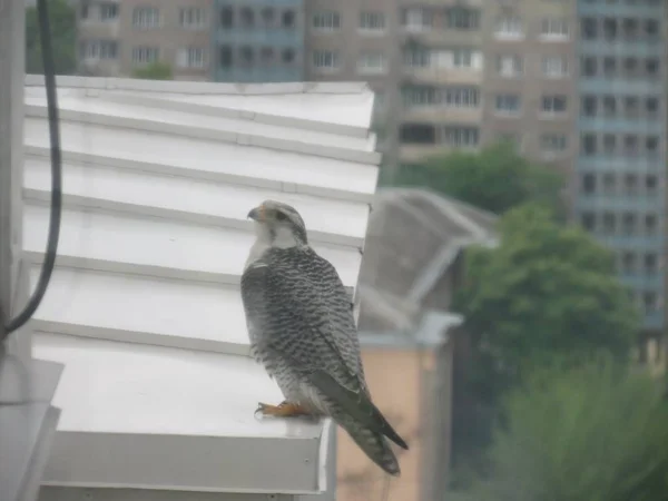 Falcon in the city center sits on the eaves of the skyscraper. H — Stock Photo, Image