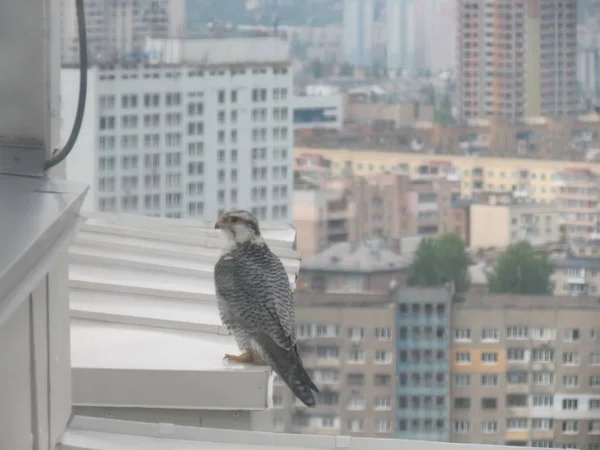 Falcon v městském centru sedí na eskytě mrakodrapu. H — Stock fotografie