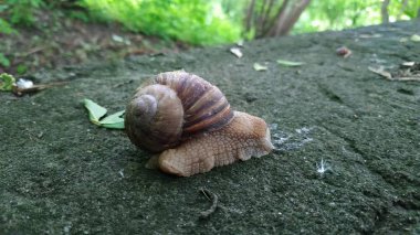 Yeşil bir ormanda bir taşın üzerinde sürünen salyangozlar. Salyangoz üzerinde sürünen 
