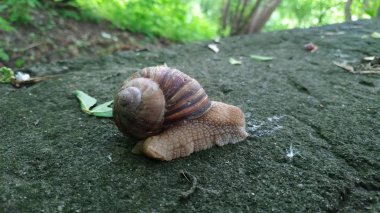 Yeşil bir ormanda bir taşın üzerinde sürünen salyangozlar. Salyangoz üzerinde sürünen 
