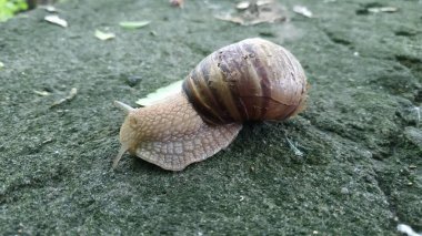 Yeşil bir ormanda bir taşın üzerinde sürünen salyangozlar. Salyangoz üzerinde sürünen 