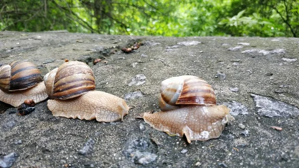 Caracoles arrastrándose sobre una piedra en un bosque verde. Caracol arrastrándose sobre — Foto de Stock