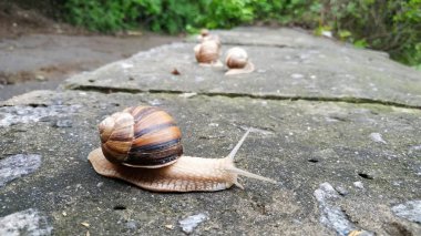 Yeşil bir ormanda bir taşın üzerinde sürünen salyangozlar. Salyangoz üzerinde sürünen 
