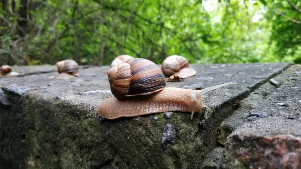 Caracoles arrastrándose sobre una piedra en un bosque verde. Caracol arrastrándose sobre — Foto de Stock