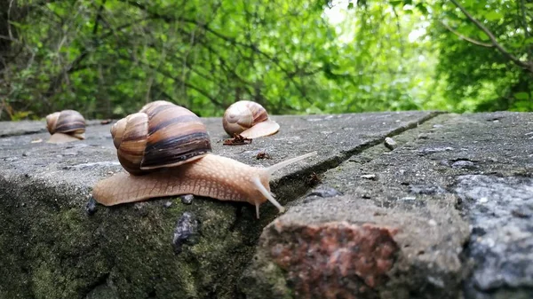 Caracoles arrastrándose sobre una piedra en un bosque verde. Caracol arrastrándose sobre — Foto de Stock