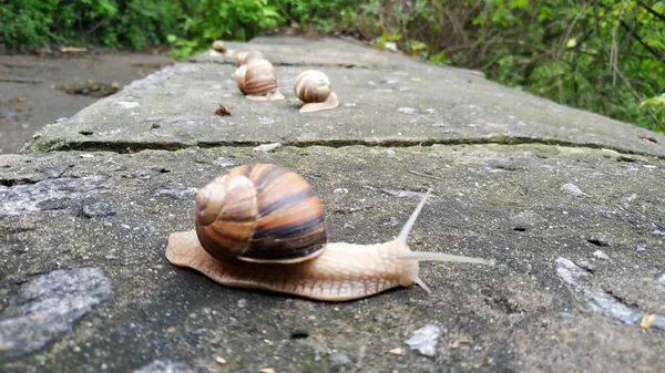 Caracoles arrastrándose sobre una piedra en un bosque verde. Caracol arrastrándose sobre — Foto de Stock