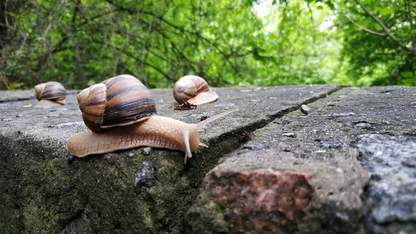 Caracoles arrastrándose sobre una piedra en un bosque verde. Caracol arrastrándose sobre — Foto de Stock