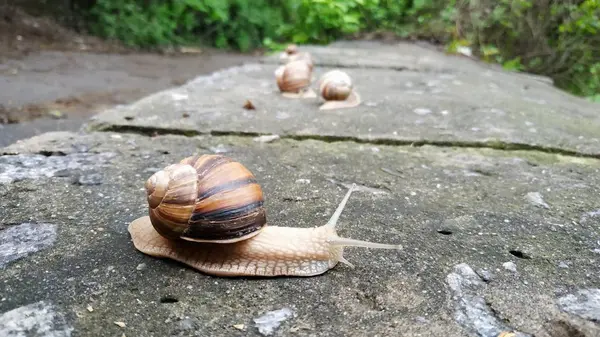 Caracoles arrastrándose sobre una piedra en un bosque verde. Caracol arrastrándose sobre — Foto de Stock