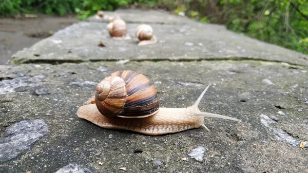 Caracoles arrastrándose sobre una piedra en un bosque verde. Caracol arrastrándose sobre — Foto de Stock