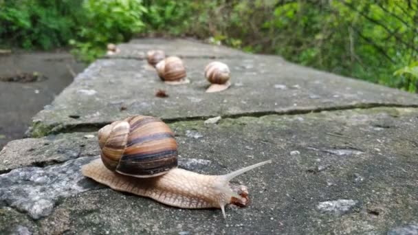Escargots rampant sur une pierre dans une forêt verte. Escargot rampant sur la pierre dans le parc. Escargots dans le parc de la ville .