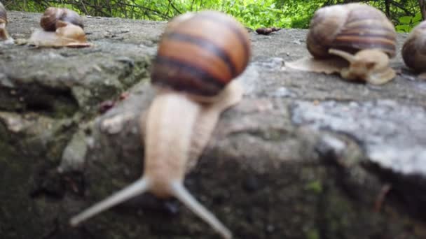 Escargots rampant sur une pierre dans une forêt verte. Escargot rampant sur la pierre dans le parc. Escargots dans le parc de la ville .