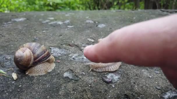 Escargots rampant sur une pierre dans une forêt verte. Escargot rampant sur la pierre dans le parc. Escargots dans le parc de la ville .