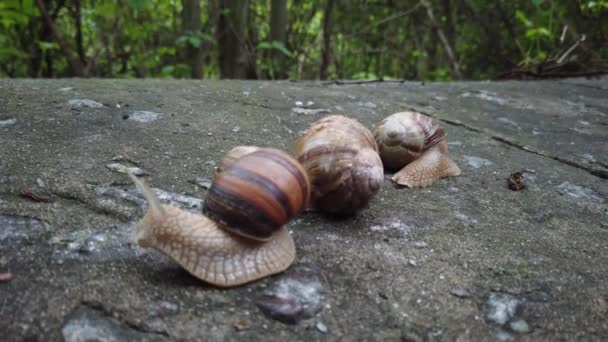 Escargots rampant sur une pierre dans une forêt verte. Escargot rampant sur la pierre dans le parc. Escargots dans le parc de la ville .