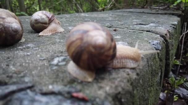 Escargots rampant sur une pierre dans une forêt verte. Escargot rampant sur la pierre dans le parc. Escargots dans le parc de la ville .