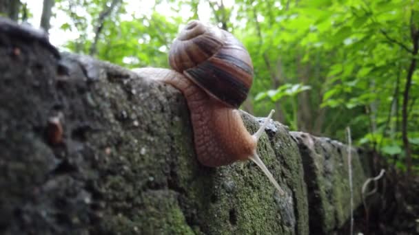 Escargots rampant sur une pierre dans une forêt verte. Escargot rampant sur la pierre dans le parc. Escargots dans le parc de la ville .
