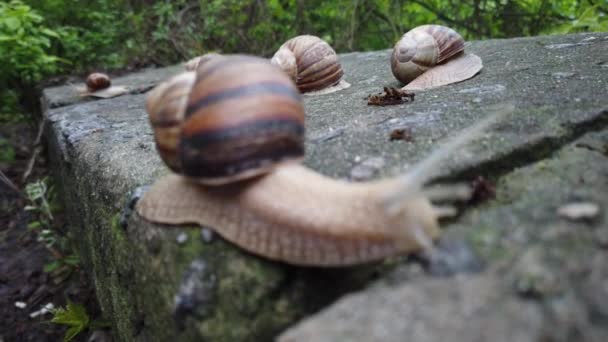 Escargots rampant sur une pierre dans une forêt verte. Escargot rampant sur la pierre dans le parc. Escargots dans le parc de la ville .