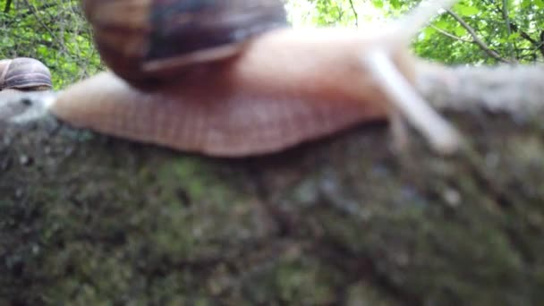 Escargots rampant sur une pierre dans une forêt verte. Escargot rampant sur la pierre dans le parc. Escargots dans le parc de la ville .