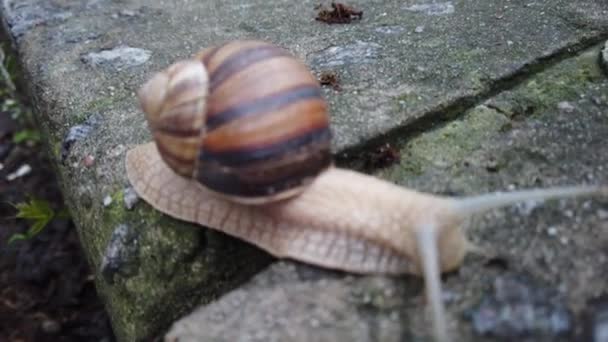 Escargots rampant sur une pierre dans une forêt verte. Escargot rampant sur la pierre dans le parc. Escargots dans le parc de la ville .