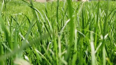 Çimenlerin yakın çekim. Çim çim yakın çekim.