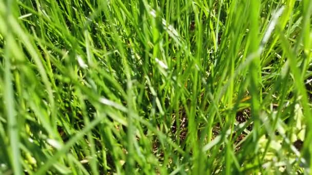 Nahaufnahme Von Gras Rasenschnitt Aus Nächster Nähe — Stockvideo