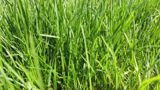 Gros plan d'herbe. Gazon pelouse gros plan .