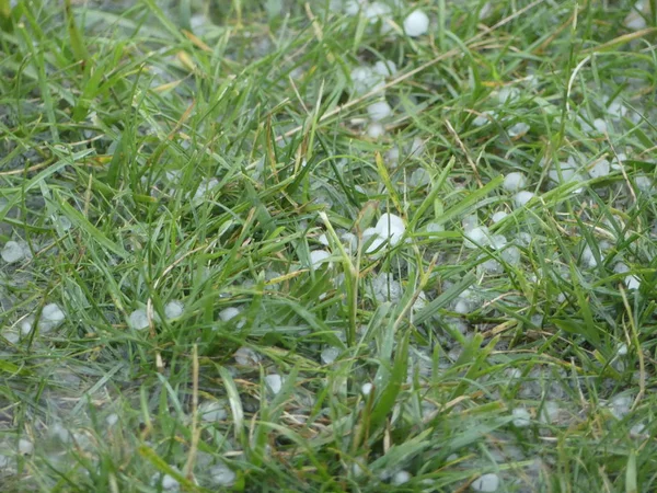 Hagel auf grünem Gras. Eiskugeln im Unterholz nach starkem Hagel — Stockfoto