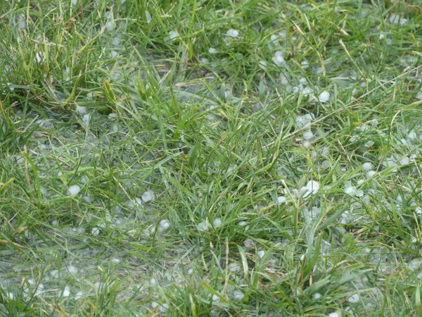 Hagel auf grünem Gras. Eiskugeln im Unterholz nach starkem Hagel — Stockfoto