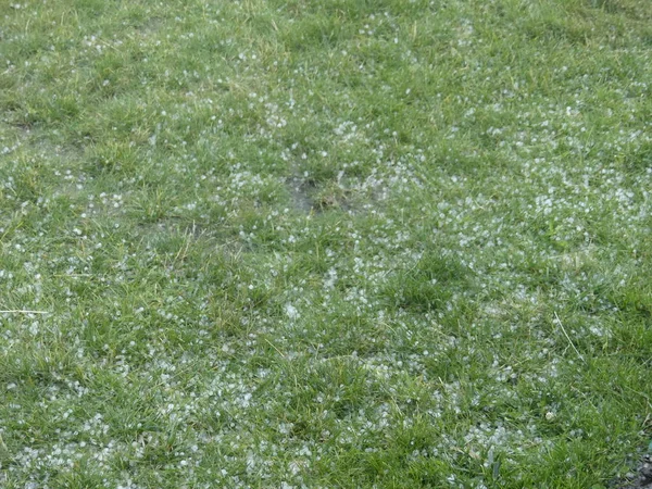 Hagel auf grünem Gras. Eiskugeln im Unterholz nach starkem Hagel — Stockfoto