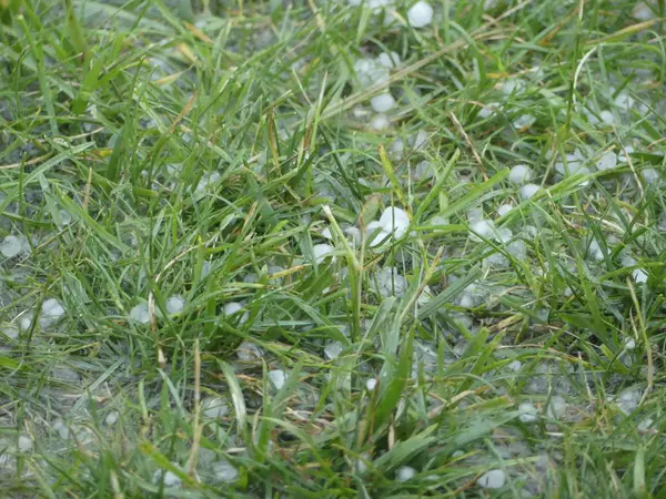 Hagel auf grünem Gras. Eiskugeln im Unterholz nach starkem Hagel — Stockfoto