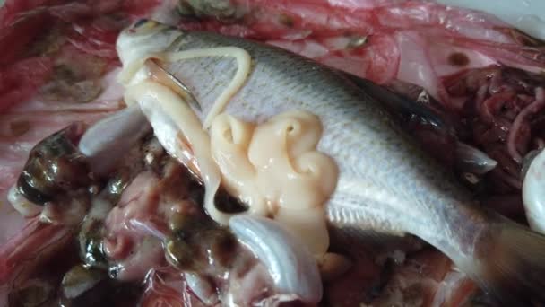 Des poissons de rivière infectés par des vers. Un ver dans un poisson mort. Un poisson avec un ventre écarté parmi les intestins est infecté par un ténia .