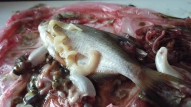 Solucan enfekte Nehir balığı. Ölü bir nehir balıkında solucan. Bağırsakları arasında karnına yayvan bir balık bir tenya ile enfekte.