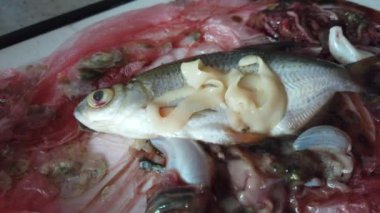 Solucan enfekte Nehir balığı. Ölü bir nehir balıkında solucan. Bağırsakları arasında karnına yayvan bir balık bir tenya ile enfekte.