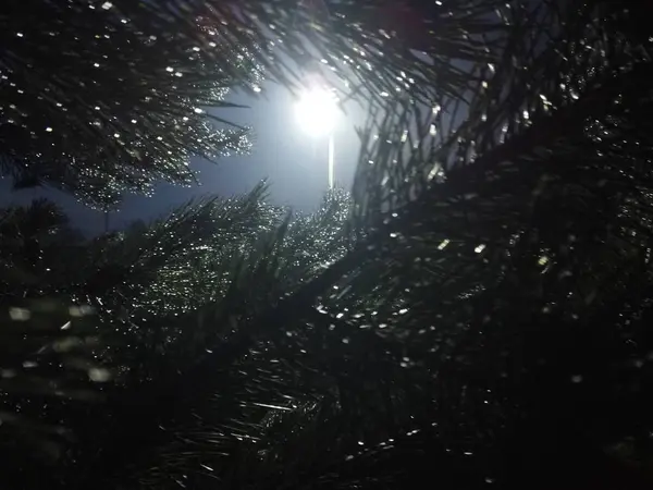 松树枝与滴在夜间。夜间松树的特写镜头。Pi — 图库照片