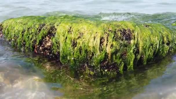 Ondas Mar Lavar Pedra Com Algas Cobblestone Coberto Com Algas — Vídeo de Stock