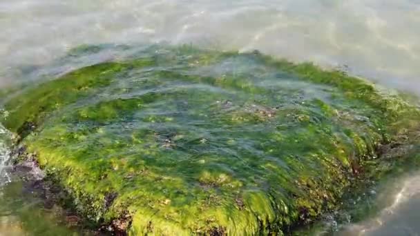 Las Olas Marinas Lavan Piedra Con Algas Cobblestone Cubierto Algas — Vídeo de stock