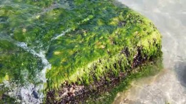 Deniz dalgaları taşları alglerle yıkar. Çakıl taşı alglerle kaplanmış..