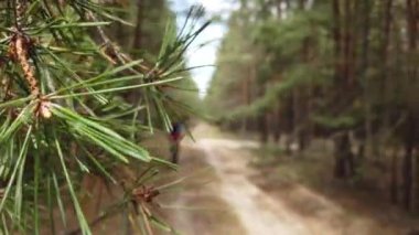 Kiev, Ukrayna, Avrupa - Ağustos 2019: Orman yolunda bisiklet sürmek. Ormanda bir bisikletçi bir yolda gidiyor. Ormanda bisiklet turu.