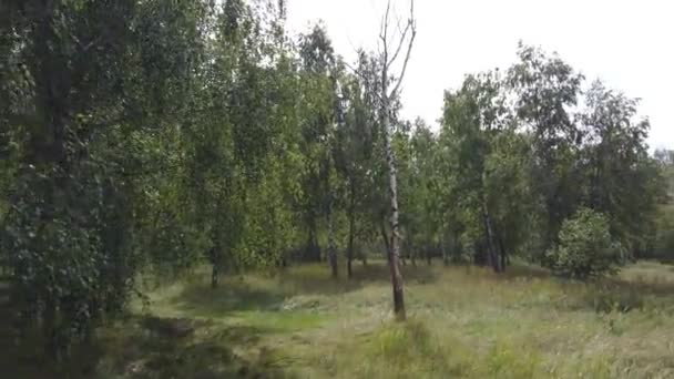 Vista Del Verde Bosque Árboles Naturaleza — Vídeo de stock