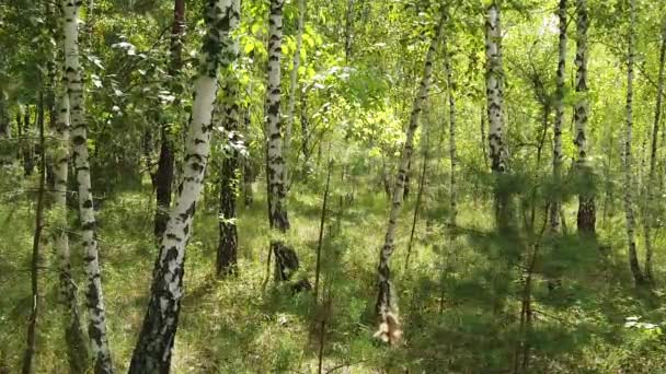 Άποψη Του Πράσινου Στο Δάσος Δέντρα Φύση — Αρχείο Βίντεο