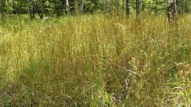 Uitzicht Groen Het Bos Bomen Natuur — Stockvideo