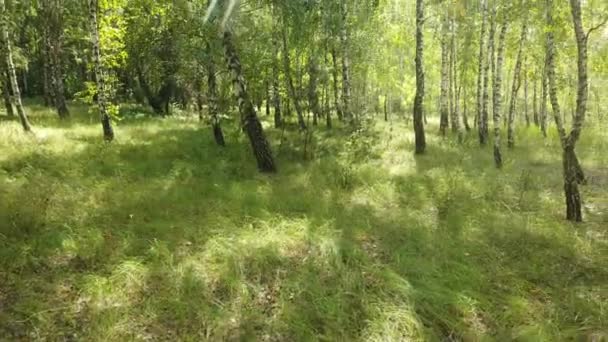 Vista Del Verde Bosque Árboles Naturaleza — Vídeo de stock