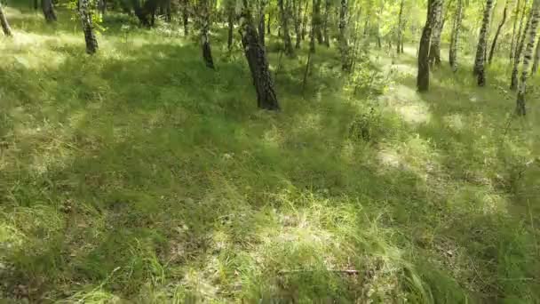 Vista Verde Floresta Árvores Natureza — Vídeo de Stock