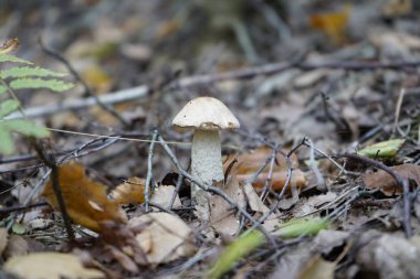 Ormanda mantar. Mantar çarkıfeleği