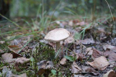 Ormanda mantar. Mantar çarkıfeleği