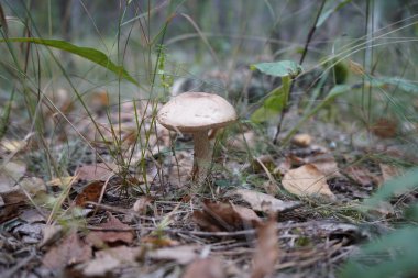 Ormanda mantar. Mantar çarkıfeleği