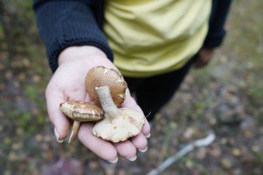 Ormandaki bir kız mantar topluyor. Kız bir mantar buldu. 