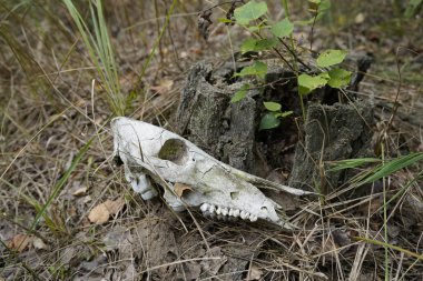 Ormandaki bir hayvanın kafatası..