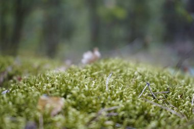Ormanda yosun. Bir orman yosununda bir tümsek var..
