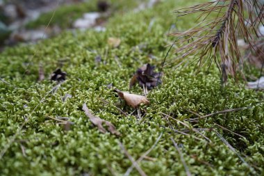 Ormanda yosun. Bir orman yosununda bir tümsek var..